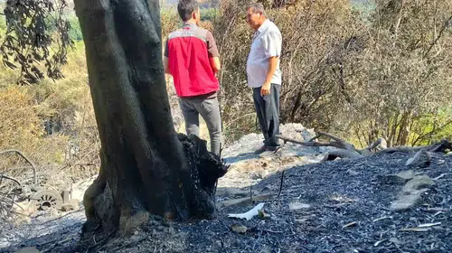 Muğla’da küllerin altındaki yaşam mücadelesi: Üreticinin zararı tek tek kayıt altına alınıyor