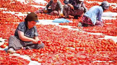 Torbalı tarlalarında kırmızı altın bereketi: Emekçiler dünya sofraları için ter döküyor