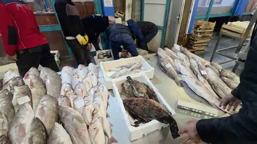 Buca'da kaçak avcılığa ağır darbe: 45 kilo balık imha edildi