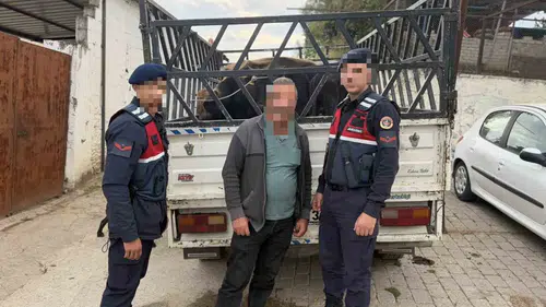Koçarlı’da hayvan hırsızlığına geçit yok: Çaldığı büyükbaşları 237 bin liraya satarken yakalandı