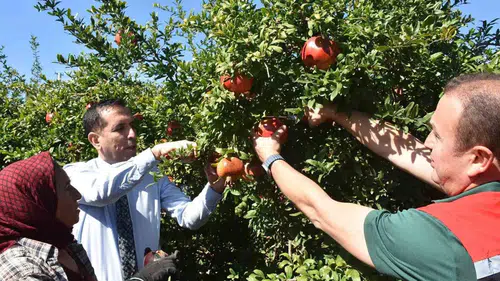 Ortaca'nın bereketli topraklarında nar bereketi: Hasat sezonu başladı