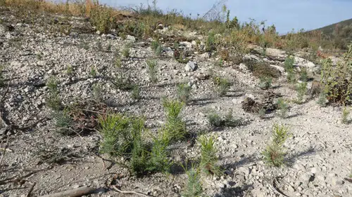 Küllerinden doğacak: Manisa’da ormanlar için geri sayım başladı