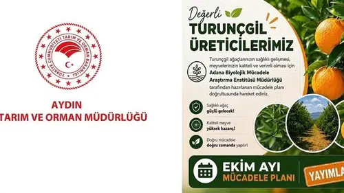 Aydınlı turunçgil üreticilerine kritik uyarı: Ekim ayı mesaisi başladı
