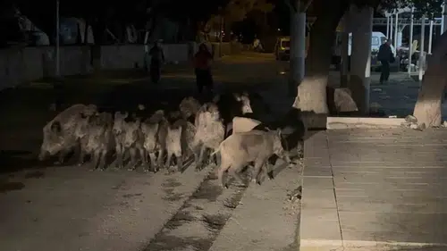 Bodrum'da şaşkına çeviren anlar: Yaban domuzları pazar yerine daldı