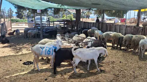 Aydın'da üreticilerin beklediği haber geldi: Hayvan pazarları kapılarını açıyor