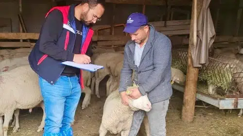 Afyonkarahisar'da hayvancılıkta verimlilik denetimi: Sürdürülebilir Koyun Projesi mercek altında