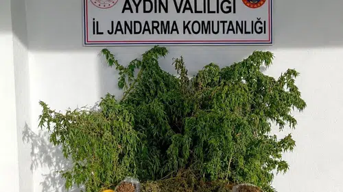 İncirliova’da zehir tacirlerine jandarma darbesi: Evinden uyuşturucu tarlası çıktı