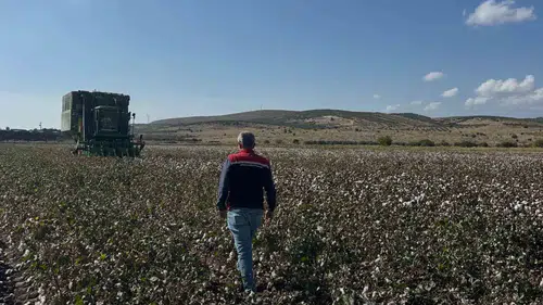 Aliağa’da tarlalarda hareketli günler: Beyaz altın bereketi başladı