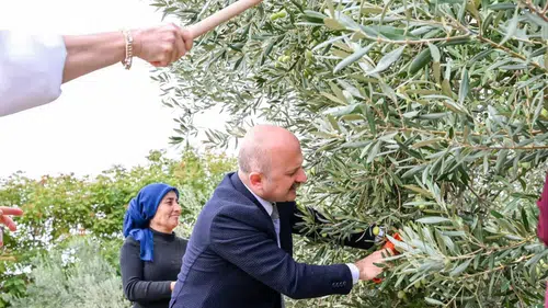 Aydın’ın bereketli topraklarında kadın eli: Vali Varol hasat mesaisine katıldı