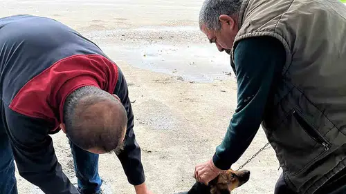 Ortaca’da can dostlar için kritik hamle: Kuduz riskine karşı kalkan oluşturuldu
