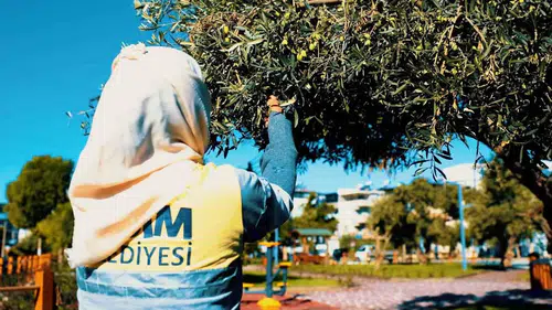Didim'de hasat vakti: Parklardaki zeytinler belediye eliyle ekonomiye kazandırılıyor