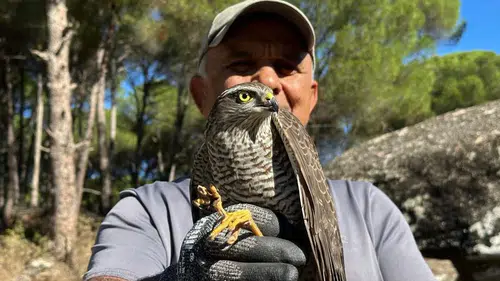 Kuşadası'nda yaban hayatı için seferberlik: İki canlı daha özgürlüğüne kavuştu