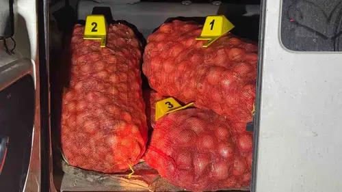 Tarlada hasat mesaisi hırsızlıkla bölündü: Jandarma suçüstü yakaladı