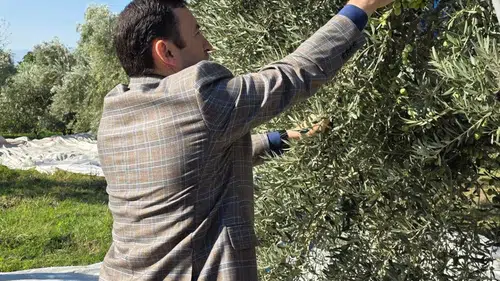 Kuyucak’ta zeytin bereketi: Kaymakam Gülderen üreticinin yanında