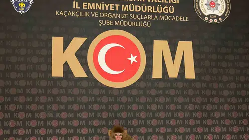 Afyonkarahisar’da şok baskın: Evde egzotik hayvan besleyen şahıs yakayı ele verdi