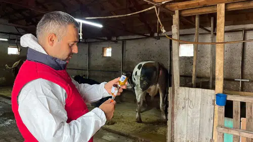 İhsaniye’de hayvan sağlığı için kritik mesai: Şap aşılama seferberliği başladı