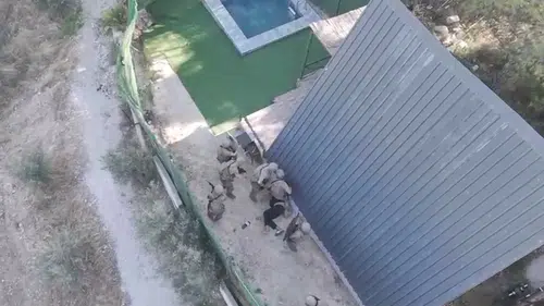 Dokuz yıllık firar bitti: Özel harekatın kıskacına giren hükümlü arazide yakalandı