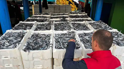 Didim denizlerinde hamsi mesaisi: Kota denetimleri aralıksız sürüyor