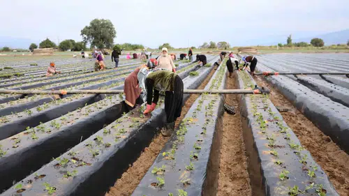 Büyük Menderes Ovası’nda bereket mesaisi: Çilek üreticisi yeni sezon için kolları sıvadı