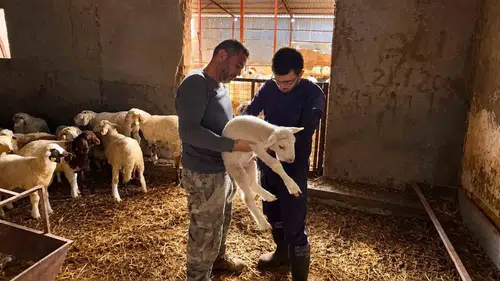 Afyonkarahisar'da sürüler güvence altında: Küçükbaş hayvanlarda dev tarama