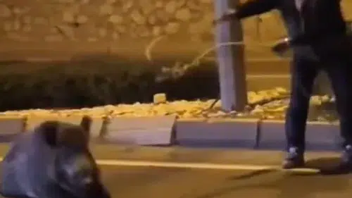 Söke yolunda nefes kesen kurtarma: Yörük başkanın kementli müdahalesi