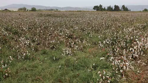 Aydın ovasında pamuk hasadı yağmur engeline takıldı