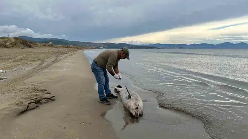 Kuşadası Körfezi'nde alarm zilleri: Yunus ölümleri artışa geçti