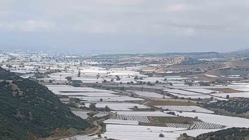 Sarıgöl'de bağlar mahzun: Üretici fiyatların yükselmesini bekliyor