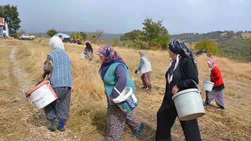 Manisa'nın dağlarından gelen şifa: Kadınların çitlembik mesaisi ekonomiye can veriyor