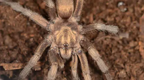 Müze rafında 34 yıl bekledi: Türkiye’nin tarantula haritası değişti