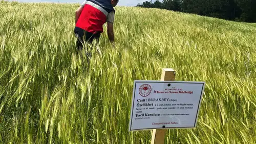 Simavlı çiftçinin hasat umudu tarlada filizleniyor: Arpa üretiminde kritik denetim