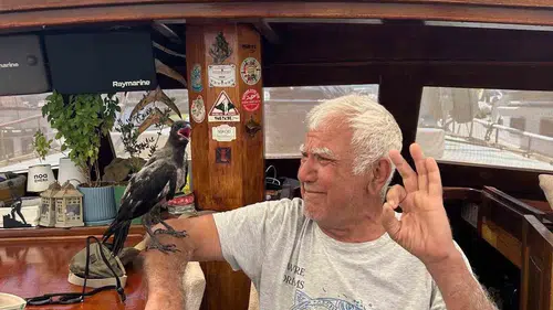 Bodrum'da yürek ısıtan anlar: Denizci ile karganın sıra dışı dostluğu