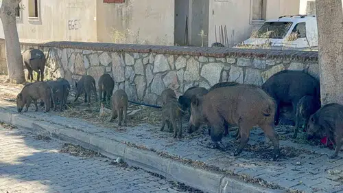 Bodrum’da şaşkına çeviren görüntü: Domuz sürüsü caddeye indi