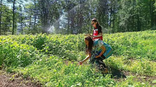 Domaniç'te ahududu seferberliği: Üreticinin emeği teknolojiyle korunacak