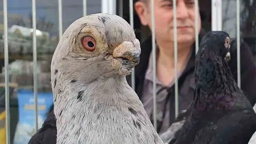 Denizli'nin 8 asırlık gururu podyuma çıktı: Parmak ucunda yürüyen efsane