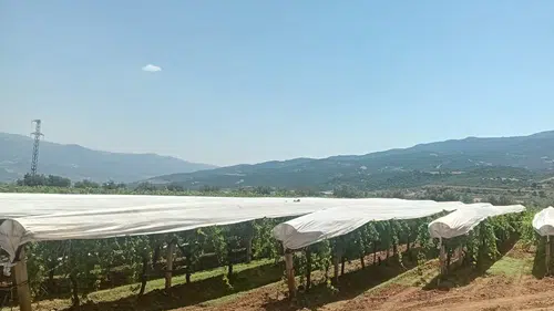 Sarıgöl'de üzüm bağları için hummalı çalışma: Ovayı beyaz bir örtü kaplıyor
