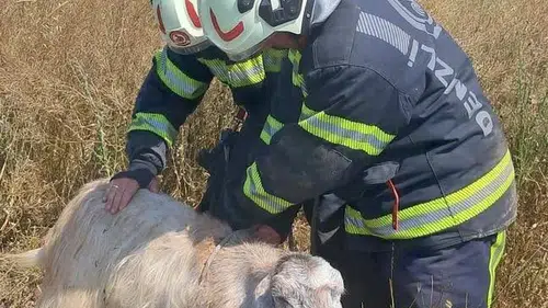 Tavas’ta nefes kesen operasyon: Kuyuya düşen keçiler için seferber oldular