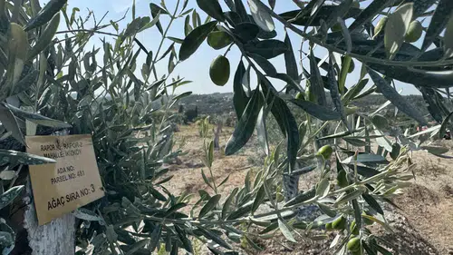Milas'ta zeytin ağaçlarına "bilimsel dokunuş": Bir yılda meyveye durdular