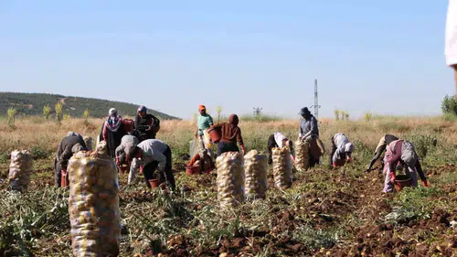 Sandıklı'da toprak altın değerinde: Patates üreticisi bu sezon çifte bayram yaşıyor