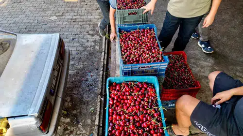 Avrupa ve Rusya'nın tercihi Afyon'dan gidiyor: Napolyon kirazında hasat heyecanı