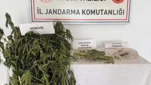 Efeler'de jandarmadan uyuşturucu operasyonu: Evlerini seraya çevirmişler