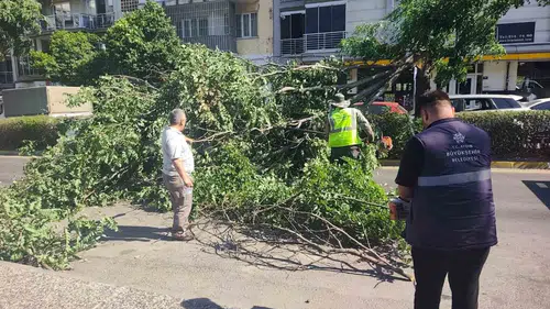 Aydın'da korku dolu anlar: Seyir halindeki aracın üzerine devrilen ağaç faciaya davetiye çıkardı