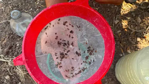 Akhisar ovasında kritik nöbet: Zeytin üreticisi için seferberlik başlatıldı