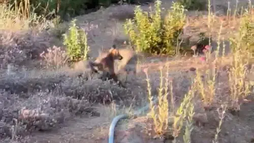 Doğal ortamları küçülen tilkiler yerleşim yerlerini mesken tuttu