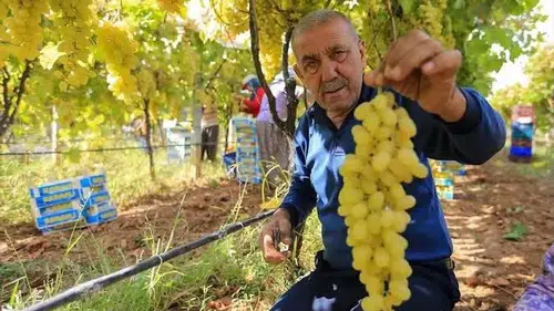 Manisalı bağcılar için kritik uyarı: Hasat başladı, gözler TMO’nun fiyat açıklamasında