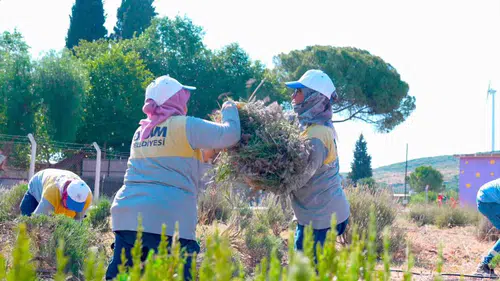 Didim'de mor hasat dönemi: Toprağın bereketi ekonomiye kazandırılıyor