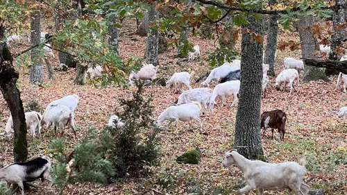 Orman yangınlarıyla mücadelede keçiler yeni kahraman olabilir