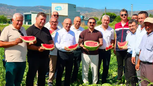 Ege'nin lezzet elçisi tarlaya indi: Cincin karpuzunda sezon bereketi