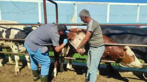 Afyonkarahisar'da çiftliklerde tüberküloz alarmı: Ekipler sahada denetimleri sıklaştırdı
