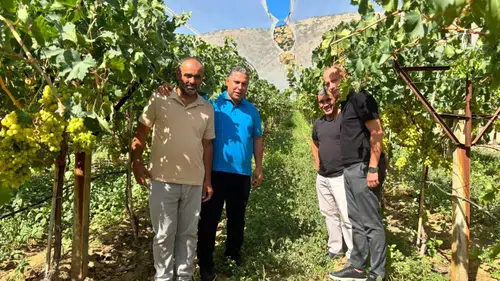 Sarıgöl bağlarında hasat bereketi: Üreticinin yüzü gülüyor